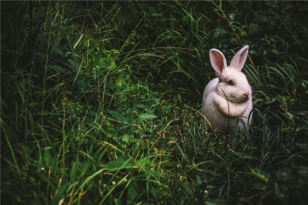 专业取名_周芸若