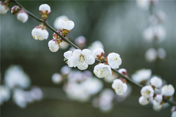 欧绮娜的姓名打分结果_欧绮娜五行分析