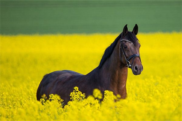 吴大香的姓名打分结果_吴大香五行分析